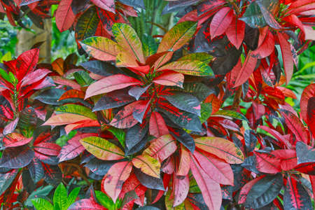 Croton tropical shrub with motley variegated striped leaves