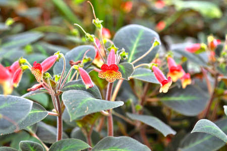 Spotted red-yellow flowers of kohleria amabilis, the tree gloxiniaの写真素材