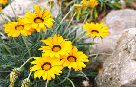 Gazania rigens yellow flowers with a brown circle in the middle blooming in the gardenの写真素材