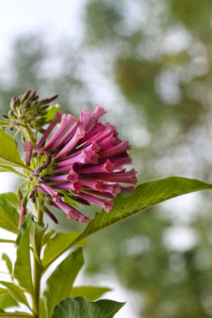 Bouvardia ternifolia, scarlet trompetilla flowers with long pink narrow bellsの写真素材