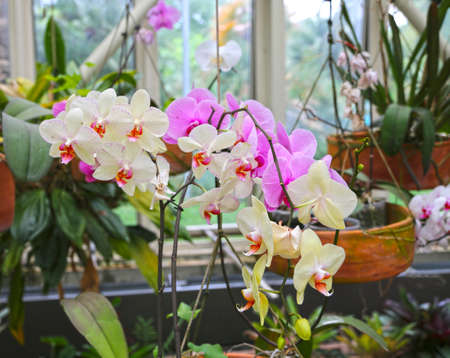 Phalaenopsis yellow red striped orchids flowers bloomingの写真素材