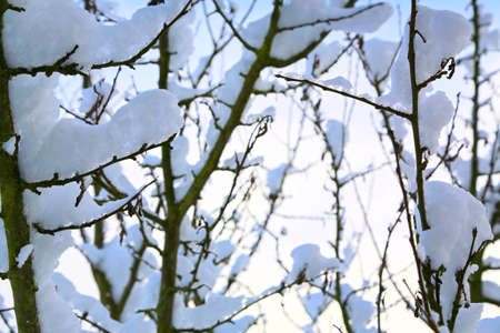 Tree branches covered with white snow on a winter day.