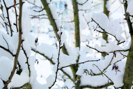 Tree branches covered with white snow on a winter day.