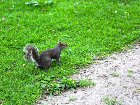 Fox squirrel, sciurus niger, dark brown-black with a bushy tail jumping on green grass.