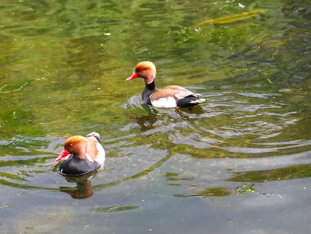 Red-crested Pokard (Netta rufina) is a large diving duck swimming on the surface of the lake