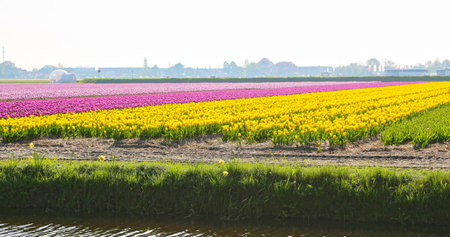 Fields covered with colorful flowers on a spring day in the Netherlands