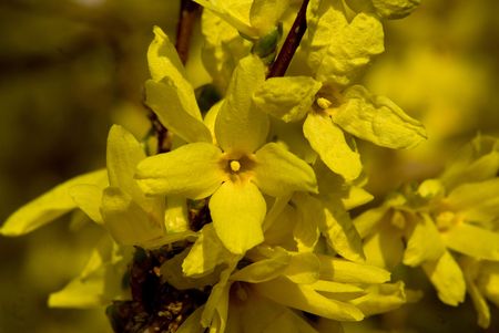 Yellow twig Forsythiaの写真素材