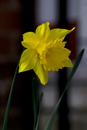 Yellow Daffodil in the garden, photo taken on 20.03.2009 in Skelmersdale / United Kingdomの写真素材