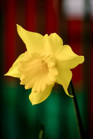 Daffodil yellow on growing in the vicinity of Rabat Liverpolu / UK photo taken on 20.03.2009の写真素材