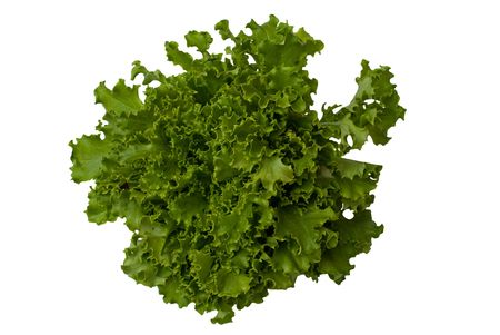 green lettuce Lollo, a picture made at a market in vegetable Liverpolu 01.05.2009 r の写真素材