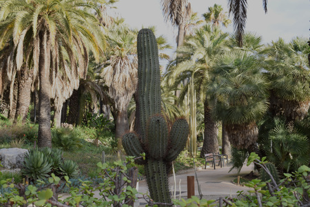 Great variety of Cactusの写真素材