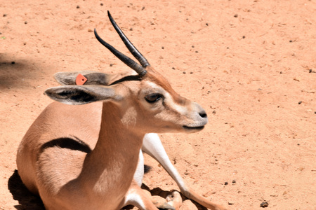 Gazelle, animals of the zoo