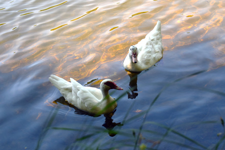 Ducks in Pantano Santa F? ?の写真素材