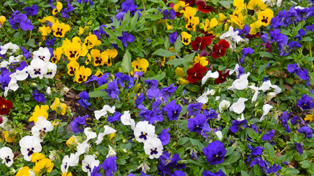 Varied spring flowers in public gardenの写真素材
