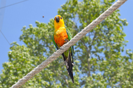 Parrot, tropical bird in the zoo of Barcelona
