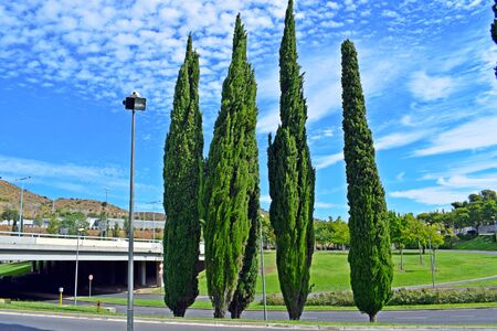 Parc de la Vall d'Hebron, Barcelona district Catalonia Spainの写真素材