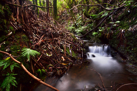 Beautiful waterfalls deep inside laurel forestsの写真素材