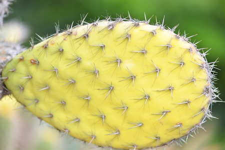 green cactus close-up. macroの写真素材