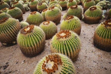 many big cacti growing in the botanical garden