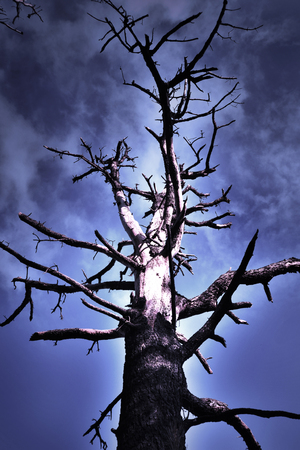 burnt tree near evning dramatic skiesの写真素材