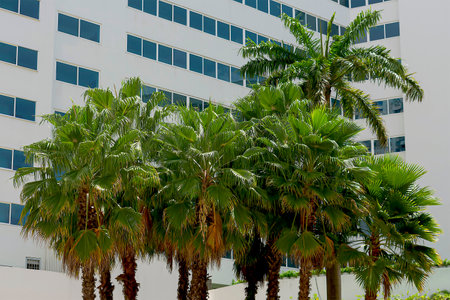 Palm trees at the entrance of an urbanization.の写真素材