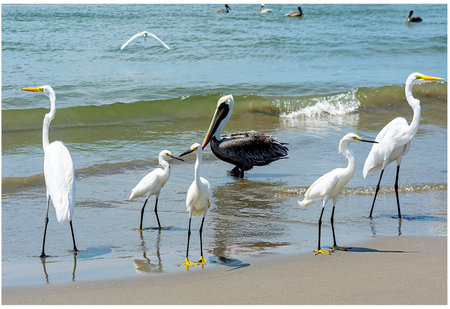 Seabirds cooling off on the seashore.の写真素材