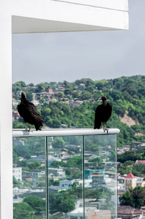 Two beautiful black birds called goleros perch on the railing of a balcony.