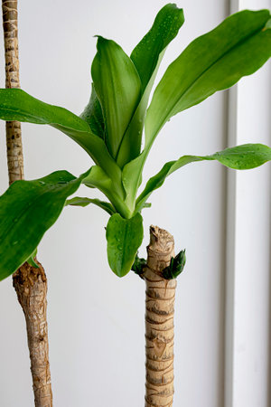 Beautiful landscape of a houseplant with its growing stem.