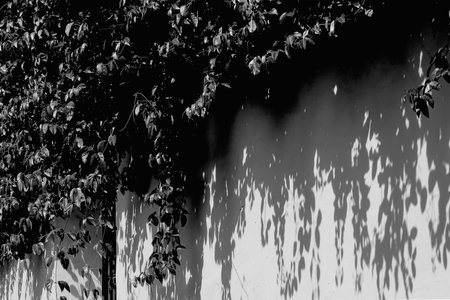 Beautiful black and white branches cast a large shadow on the wall.の写真素材