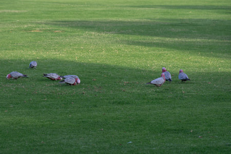 Cockatoo birds dig into the grass to feed and travel in flocks, they are a symbol of Australia.