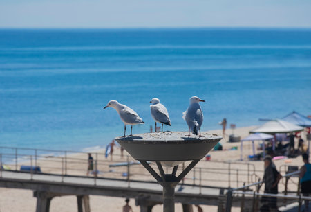 Three adult seagulls rest on a lamp, observing everything around them.の写真素材
