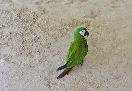 A beautiful common parrot, native to all of America.の写真素材