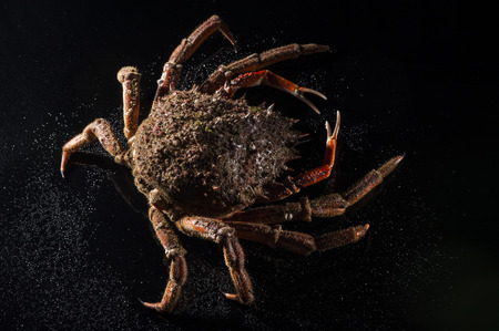 Maja Squinado  European Spider Crab  with lateral light on the wet black table in studioの写真素材