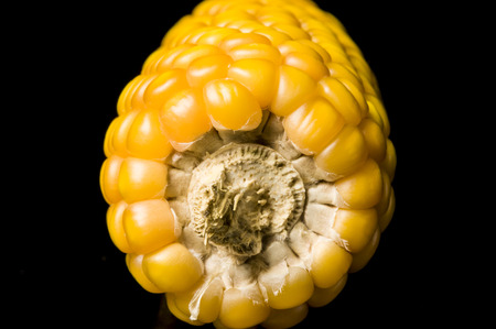 Closeup of golden dry corn shooting in studio on black background