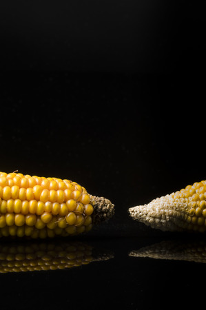 Macro of ears of corn with copy space on black backgroundの写真素材