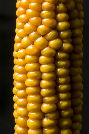 Macro of ear of corn on black backgroundの写真素材