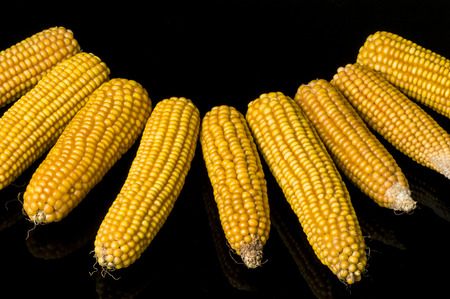 Necklace of corn cobs on black background