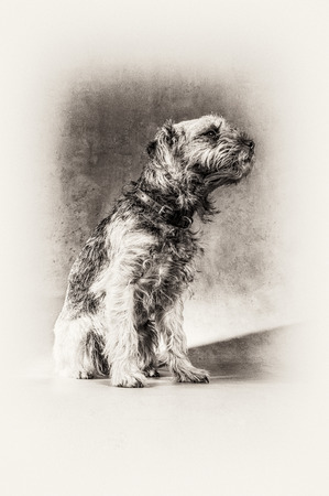Hairy dog is posing on profile  Sitting portrait full length of Border Terrier dog in black and white の写真素材