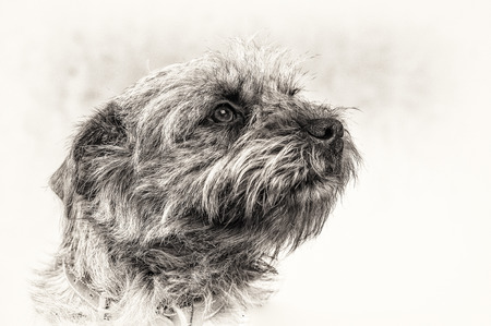 Closeup profile head of cute Border Terrier  The hairy animal staring at upward  Fine art portrait in black and white with right copy space の写真素材