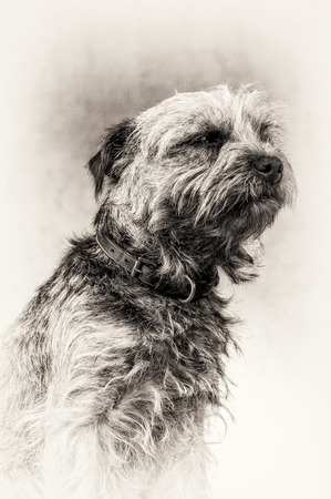 Closeup fine art portrait of cute Border Terrier in black and white  Animal head and shoulders の写真素材