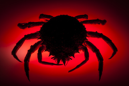 Scary silhouette  Red backlit effect on shadow figure of European spider crab  Maja Squinado  in...