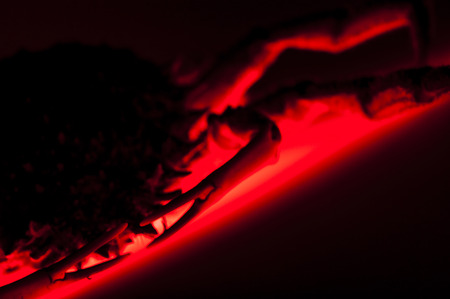 Red scary claws closeup of European spider crab  Maja Squinado  in studio on red backlighting  Hot plate  Spider crab cookingの写真素材