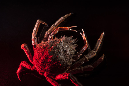 Sparse high angle view  of European spider crab  Maja Squinado   Shooting on luxury black background in studio with hot mixed lighting の写真素材