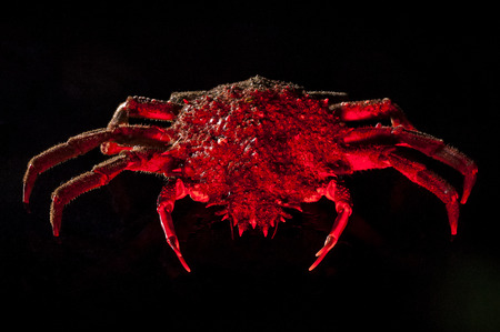 High angle view of European spider crab  Maja Squinado  full length  Shooting on black background in studio with hot mixed lighting の写真素材