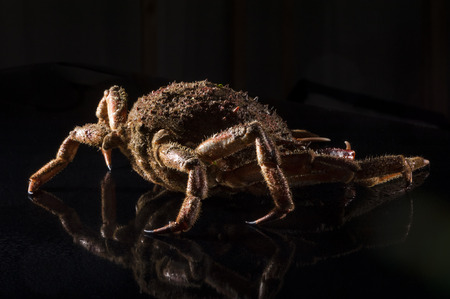 Armored car posing  An European spider crab  Maja Squinado  on black background with reflections  Minimalist and luxury still lifeの写真素材