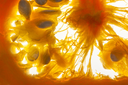 Closeup full frame on one translucent slice of orange pumpkin  A lot of details on seeds into the pulp  Shooting studio with macro lens on white luminous background の写真素材