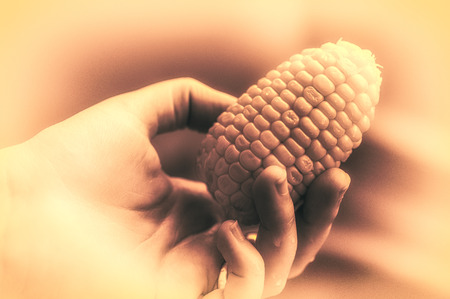Close-up on a little sweetcorn holding into a women