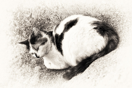 Bird view of a cat asleep on a rock  Black and white fine art outdoors portrait of domestic cat の写真素材