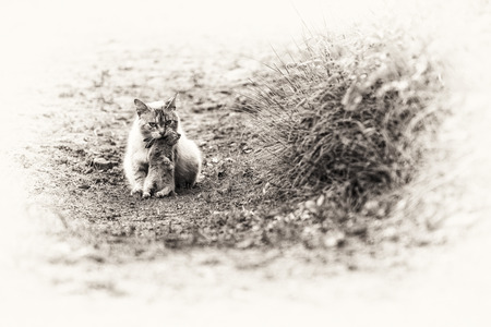 A tabby cat sitting with a young dead rabbit on its mouth  Black and white fine art outdoors portrait of domestic cat の写真素材