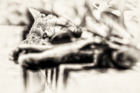 In background focus on the head of an adult tabby cat sleeping lengthened on a low wall  Black and white fine art portrait of domestic cat の写真素材